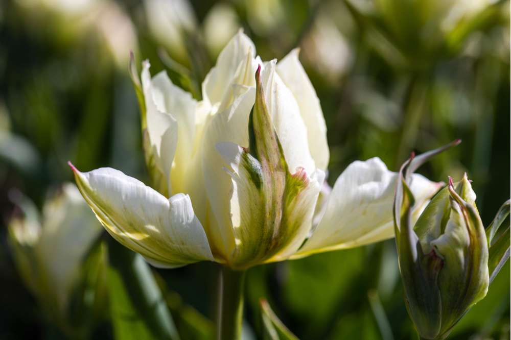 Tulipan 'White Valley'